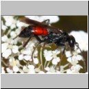 Priocnemis melanosoma - Wegwespe w07b 8mm OS-Hasbergen-Lehmhuegel.jpg